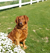 Max, a SkyRiver Golden Retriever