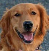 Flip, a SkyRiver Golden Retriever