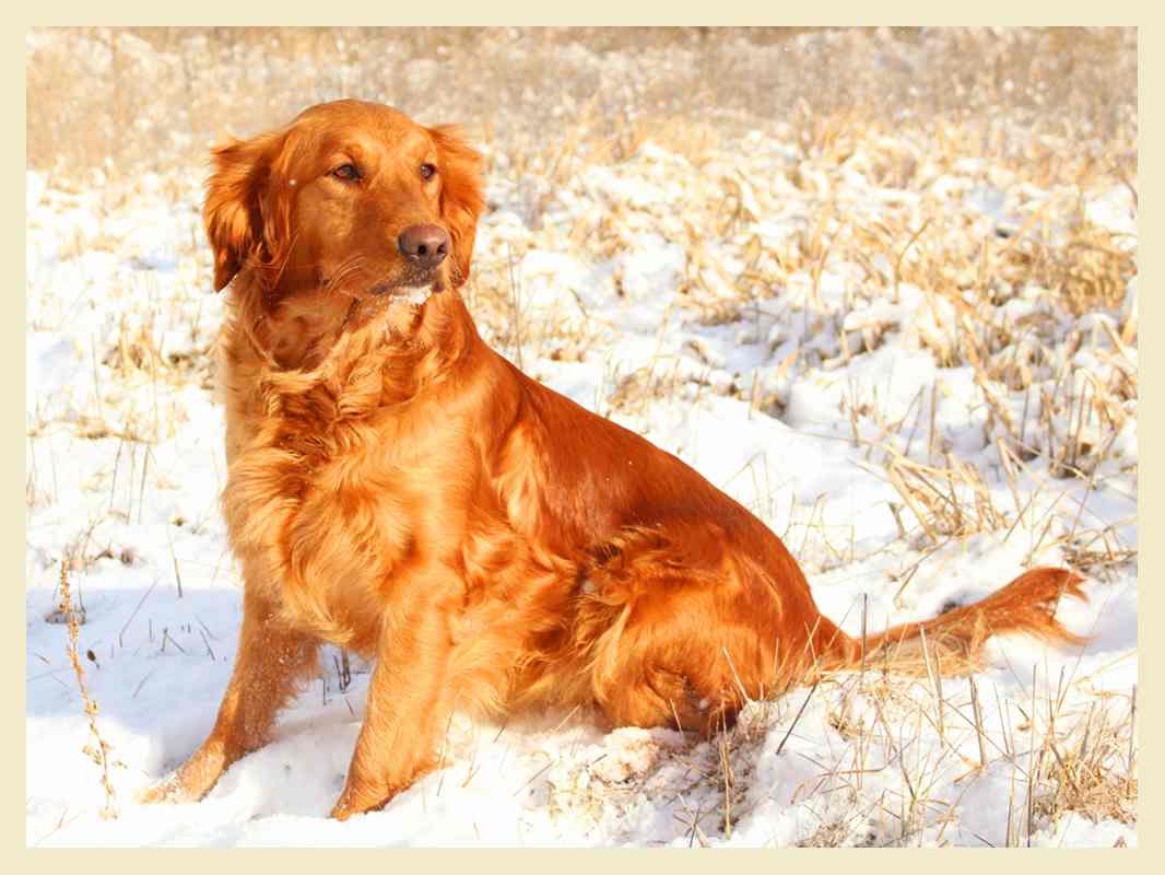 Flip, a SkyRiver Golden Retriever