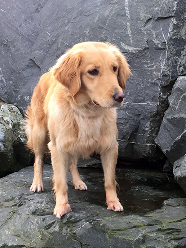 Kimber out hiking, a fun Golden pursuit!