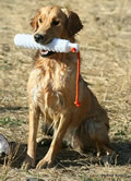 Bliss delivers to a bumper to hand after a retrieve