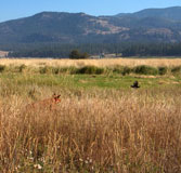 Upland Retriever Training